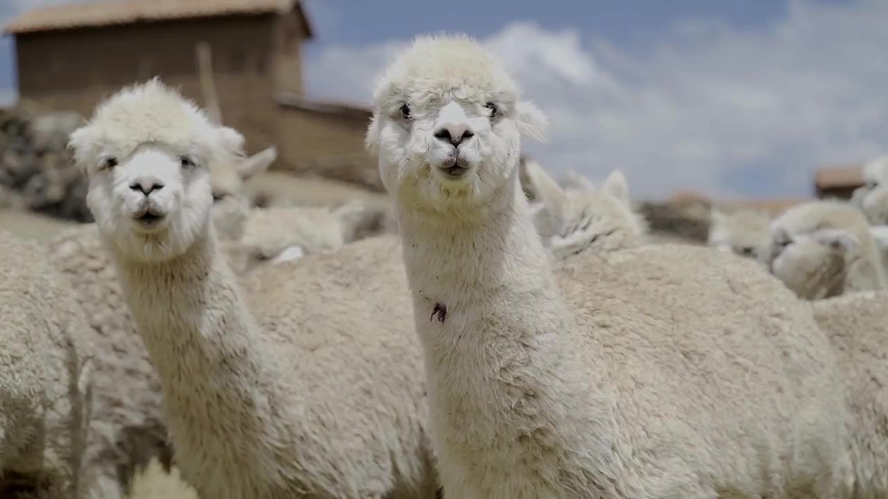 Alpaka Pullover I Designed By Another Life